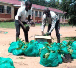 One of the farmers ferries his coffee seedlings received from Kitgum District Headquarters.