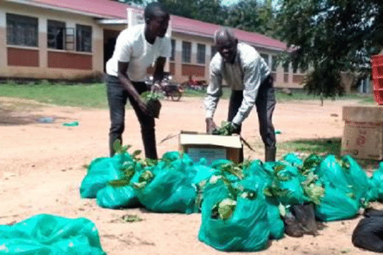 One of the farmers ferries his coffee seedlings received from Kitgum District Headquarters.