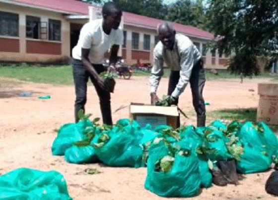 One of the farmers ferries his coffee seedlings received from Kitgum District Headquarters.
