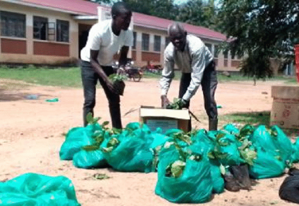 One of the farmers ferries his coffee seedlings received from Kitgum District Headquarters.