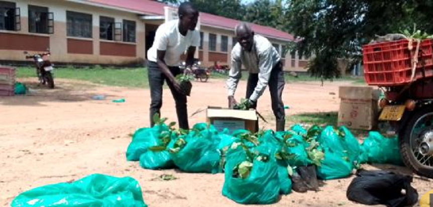 Coffee Revival: 15,000 Seedlings Handed to Kitgum Farmers