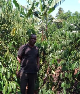 Former Rubaga North MP Moses Kasibante in his coffee farm