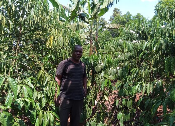 Former Rubaga North MP Moses Kasibante in his coffee farm