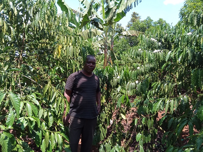 Former Rubaga North MP Moses Kasibante in his coffee farm