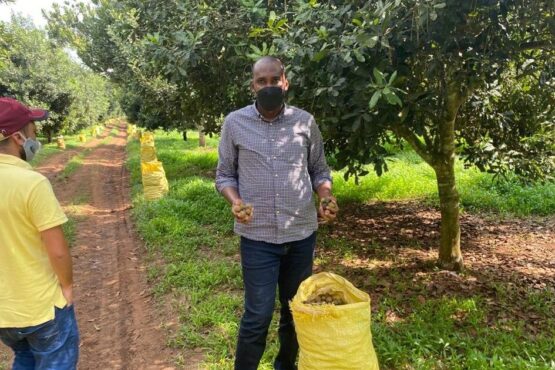 Minister Tumwebaze (R) touring leading macadamia farm in Mityana