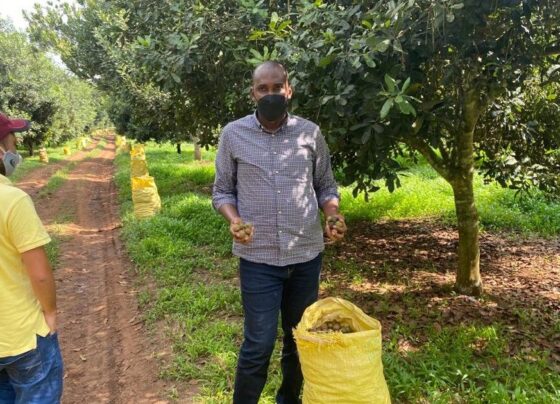 Minister Tumwebaze (R) touring leading macadamia farm in Mityana