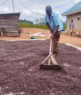Coffee prices are rising again