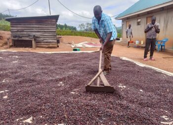 Coffee prices are rising again