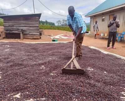 Coffee prices are rising again