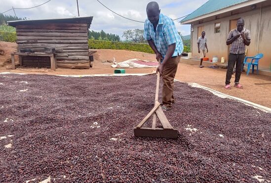Coffee prices are rising again
