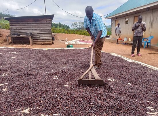 Coffee prices are rising again