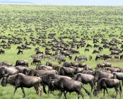 Maasai Mara Crowned with World Record for Iconic Wildlife Migration