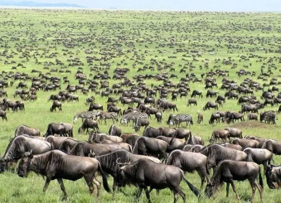 Maasai Mara Crowned with World Record for Iconic Wildlife Migration