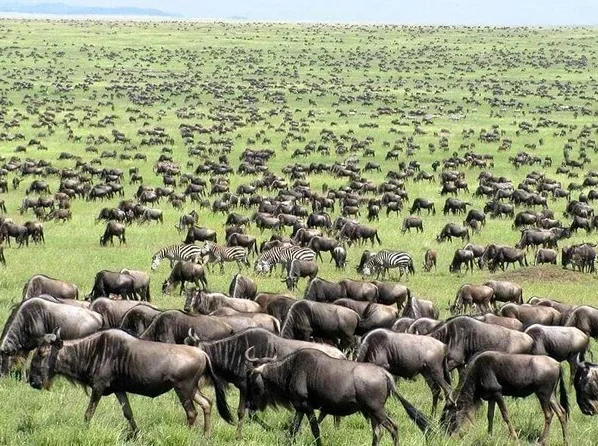 Maasai Mara Crowned with World Record for Iconic Wildlife Migration