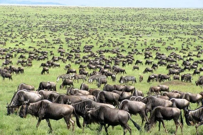 Maasai Mara Crowned with World Record for Iconic Wildlife Migration